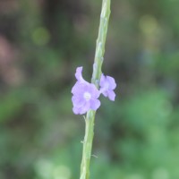 Stachytarpheta jamaicensis (L.) Vahl